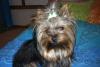 Cali in her St. Patty' bow-calishamrock-002-600-x-401-.jpg