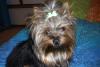 Cali in her St. Patty' bow-calishamrock-003-600-x-401-.jpg