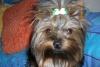 Cali in her St. Patty' bow-calishamrock-004-600-x-401-.jpg