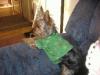 Did you all have a Happy St. Patty's Day??-starsky-pup-001.jpg