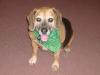 Did you all have a Happy St. Patty's Day??-starsky-pup-004.jpg