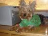 Did you all have a Happy St. Patty's Day??-starsky-pup-010.jpg