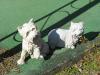 Speaking of Yorkie lawn ornaments-img_0501.jpg