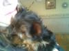 My New And First Male Yorkshire Terrier Spencer-spencer.jpg