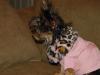 Thanks again Tucker...love the pink sweater!-lola-953-600-x-450-.jpg