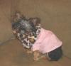 Thanks again Tucker...love the pink sweater!-lola-952-600-x-556-.jpg