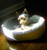 Henry's First Bed-henrybed2.jpg