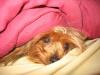 Dreama Snuggle Bug-img_0241.jpg