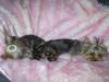 My sleepy babies (all 3 of them)-lexi-tori-112.jpg