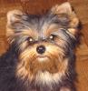 Yorkie Attitude-eating-face1.jpg