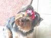 Yorkie Attitude-close-up2.jpg