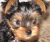 Yorkie Attitude-cherish.jpg