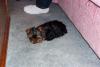 Yorkie Attitude-time-out..jpg