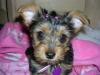 Doggy Spa-rylie-bows.jpg