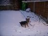 Smudger in the snow!!-ssa50537-custom-.jpg