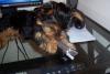Here is Dezi at 14 weeks old-dezi-chewing-my-cell-phone.jpg