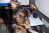 Here is Dezi at 14 weeks old-phone-yummy-.jpg