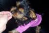 Here is Dezi at 14 weeks old-dezi-gap-2.jpg