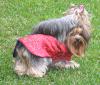 Yorkie cloths pics welcome please!!-outside-2.jpg