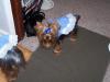 My girls new dresses-100_1062.jpg