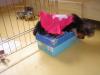Pictures of Tinkerbell sleeping on top of a shoe box:)-dsc02179.jpg