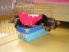 Pictures of Tinkerbell sleeping on top of a shoe box:)-dsc02180.jpg