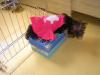 Pictures of Tinkerbell sleeping on top of a shoe box:)-dsc02181.jpg