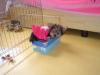 Pictures of Tinkerbell sleeping on top of a shoe box:)-dsc02178.jpg