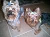 We got bathes!!!-groomig-day-018.jpg