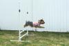 Thank you Shana (Tinkerbell's Closet)!!!-agility-dog.jpg