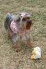 Thank you Shana (Tinkerbell's Closet)!!!-ducky-dog.jpg