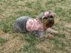 Thank you Shana (Tinkerbell's Closet)!!!-harness-dog.jpg