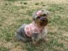 Thank you Shana (Tinkerbell's Closet)!!!-harness-dog-2.jpg