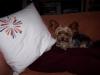 Chewie hasn't had photos posted in a LONG time...-more-time-couch.jpg