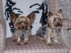 Chewie hasn't had photos posted in a LONG time...-chewie-bella-chari.jpg