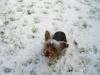 More snow Pics!-charley-lick-snow-jpeg.jpg