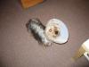 Recent pictures of Sango-conehead1-small-.jpg