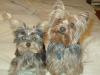 New Pic of Bobo & Max!  Ifinally got them to sit still!-maxbobolibby16wks-033.jpg