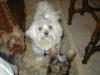 New Pic of Bobo & Max!  Ifinally got them to sit still!-maxbobolibby16wks-002.jpg