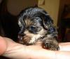 Here's Nika at 4 weeks-nika-4-weeks.jpg