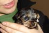 Here's Nika at 4 weeks-nika-2-4-weeks.jpg