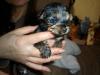 Here's Nika at 4 weeks-nika-5.jpg