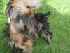 Picture Explosion!-yorkie-battle.jpg