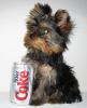 Picture Explosion!-paris-coke-can-3-2-.jpg