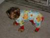 Penny in her new jammies-picture-073.jpg