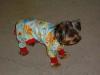 Penny in her new jammies-picture-074.jpg