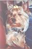 When do Yorkies go into Heat-lexx.jpg