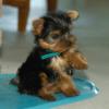 We have a new pup!!  Meet Cooper!-ga8p7034.jpg
