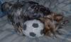 Show your Action pictures here-gucci-playing-her-ball.jpg