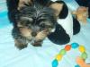 New yorkie...-sachi.jpg